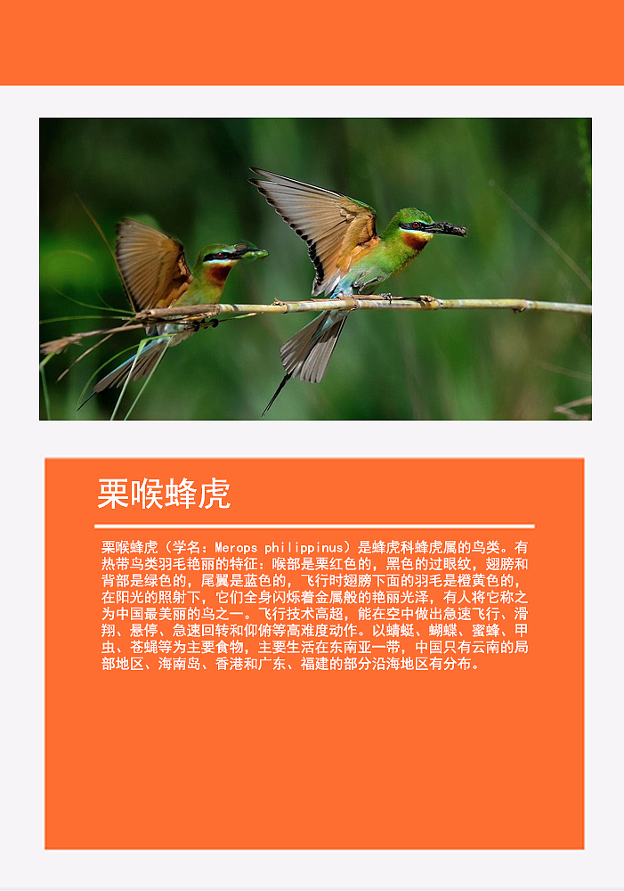 鸟类画册2（图ZMTMzMDg0NzE2） - 书籍/画册 - 站酷设计师浅墨幺幺原创素材 - 站酷ZCOOL