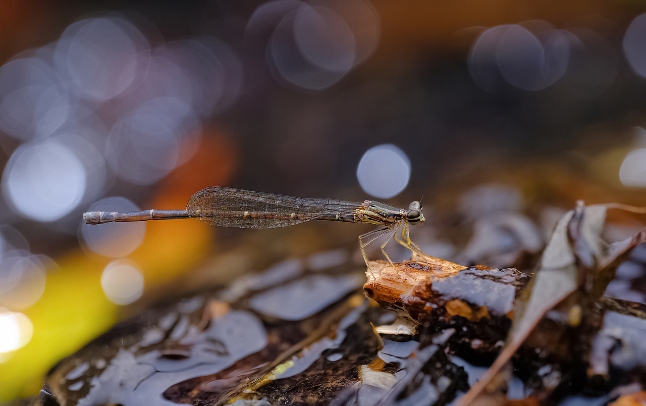 【豆娘】一组圈圈微距摄影（图ZMTc4OTY2NjMy） - 风光摄影 - 站酷设计师瓜哥微距摄影原创素材 - 站酷ZCOOL