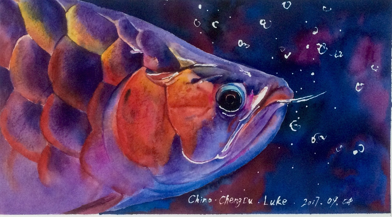 水彩龙鱼系列 - 原创作品 - 站酷(zcool)