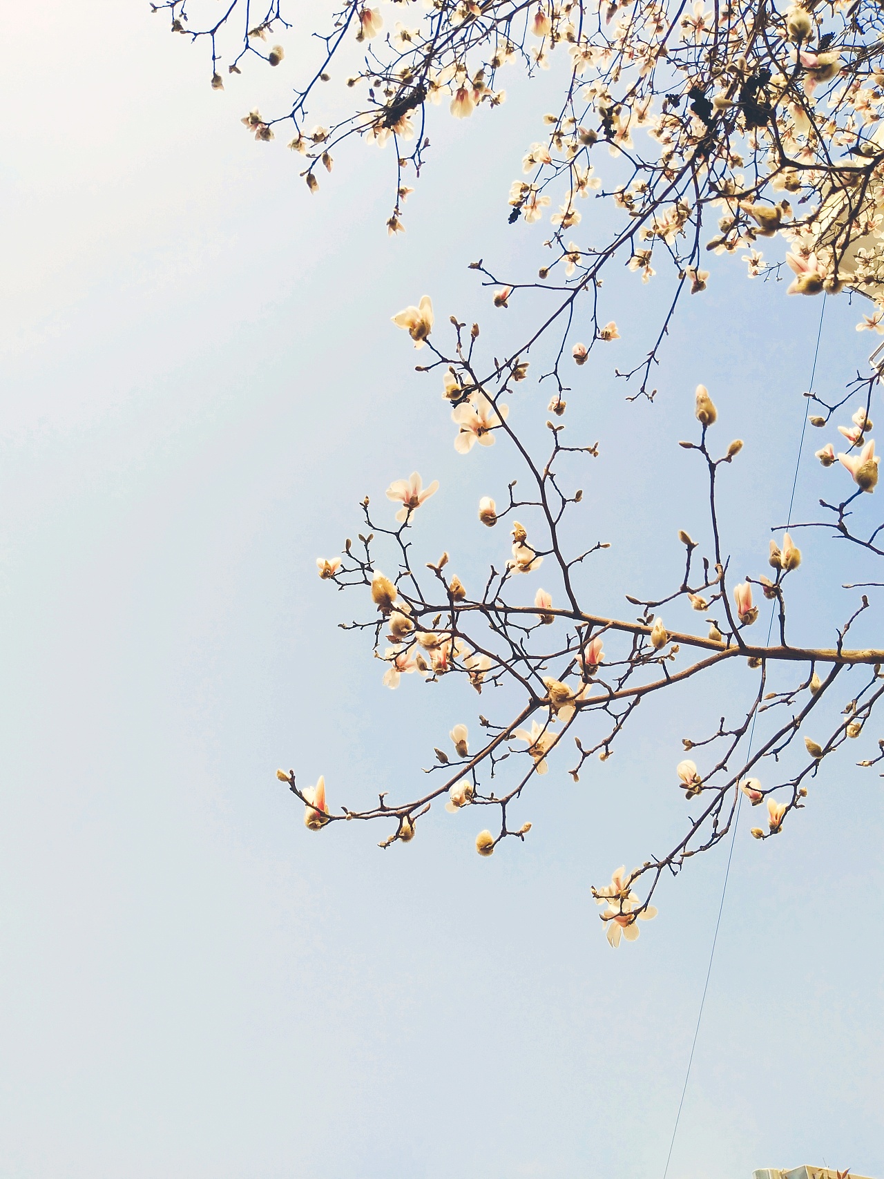 春夏秋冬四季大树树图片素材-编号07944619-图行天下