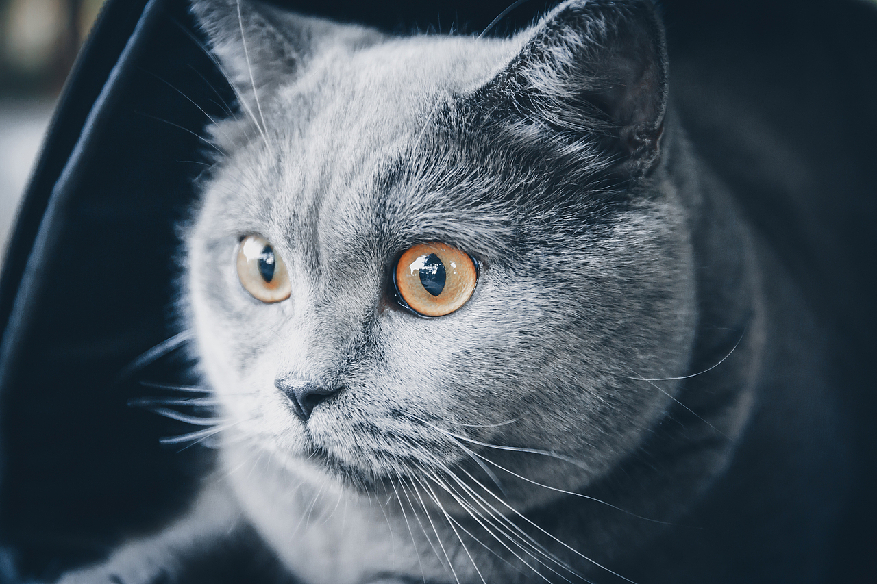 猫（图ZMjQ5NzA5NzUy） - 宠物摄影 - 站酷设计师自由摄影师浩浩哦原创素材 - 站酷ZCOOL