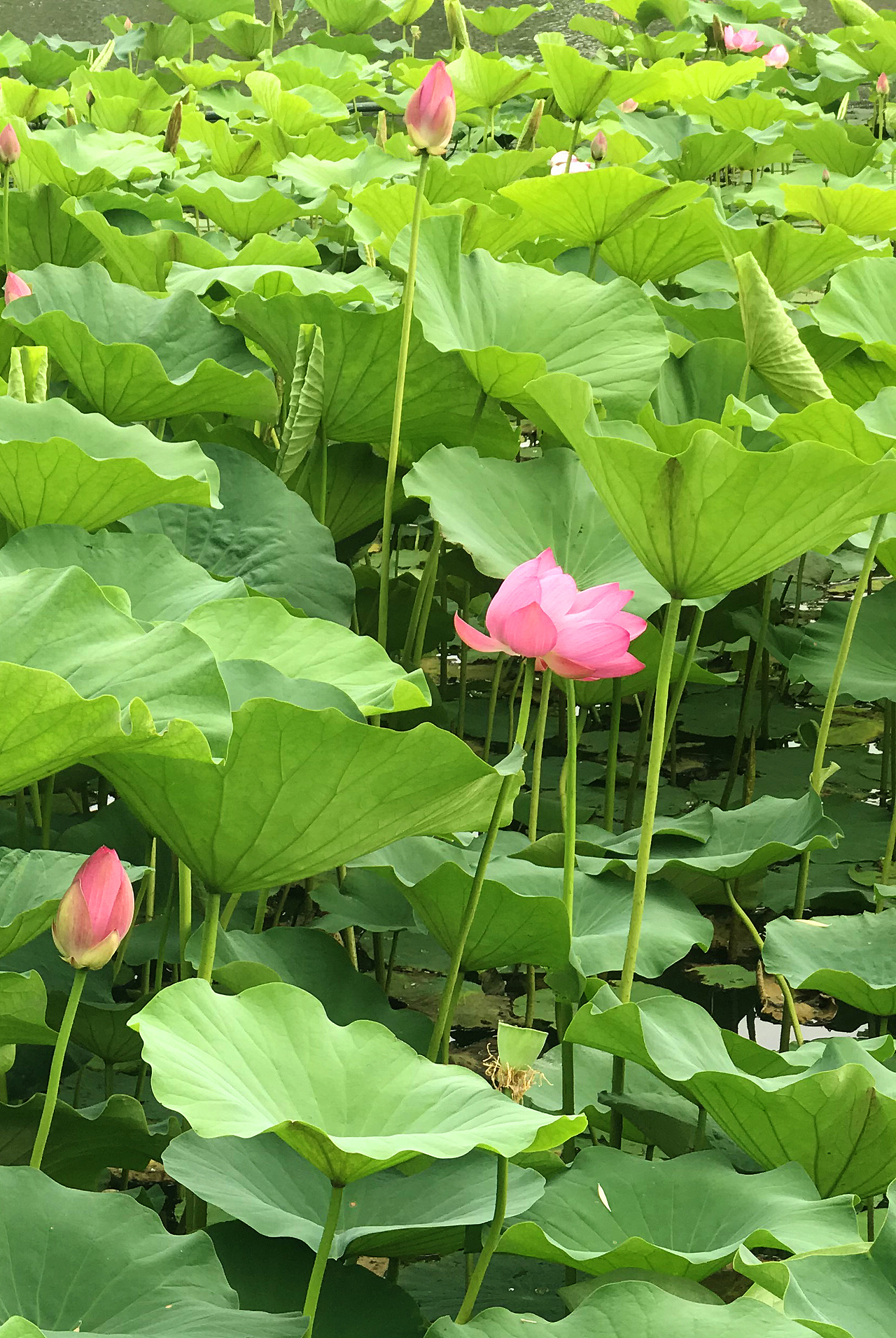 随手拍 北京 北海公园 白塔 荷花