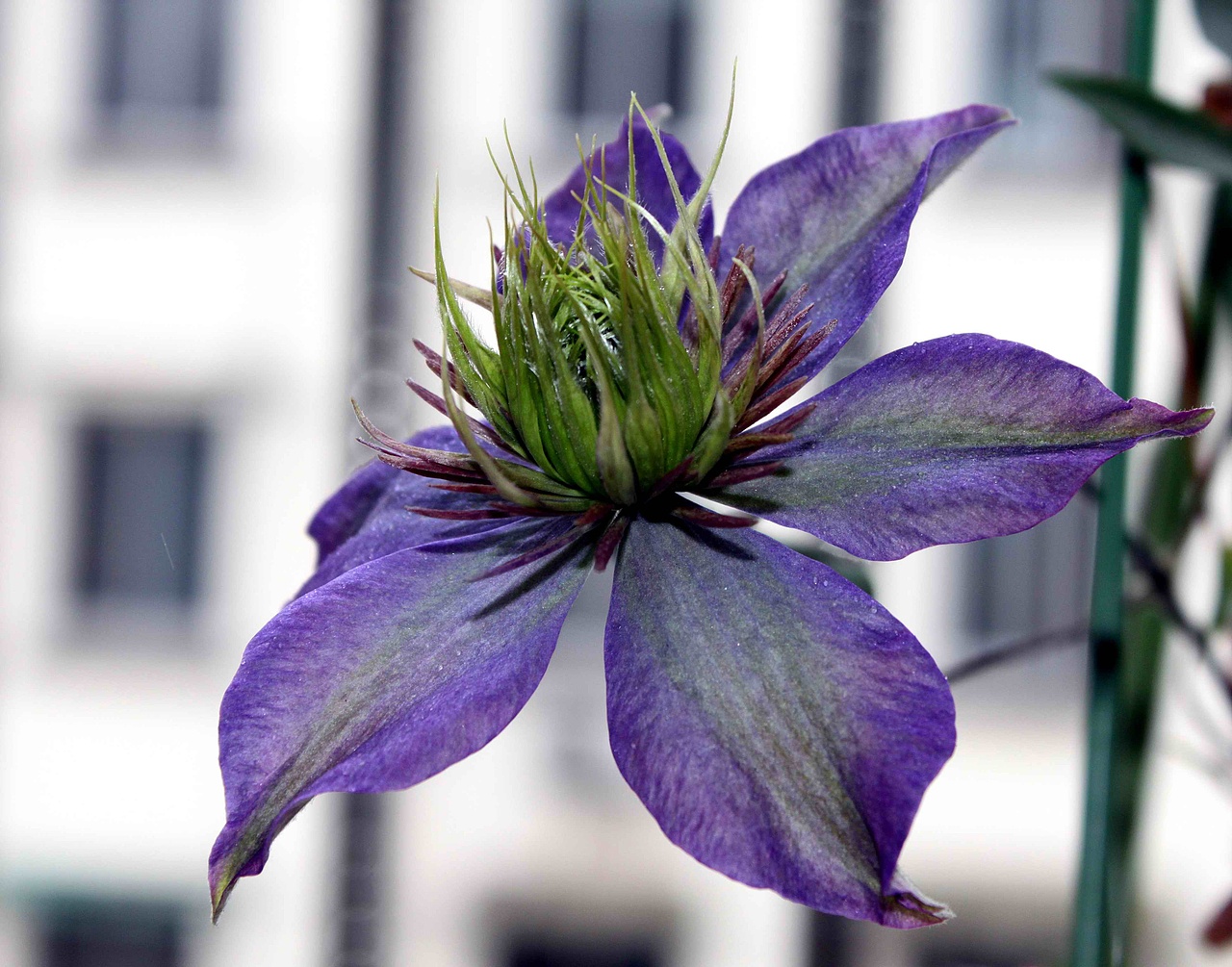 【铁线莲】多兰2013