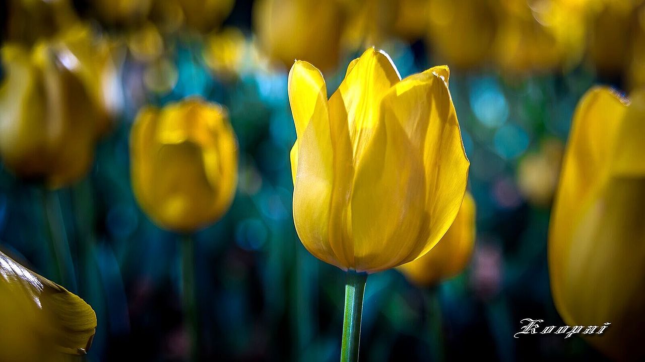 夜色下的郁金香（图ZNzgyNTQ5MjQ=） - 风光摄影 - 站酷设计师独钓寒秋原创素材 - 站酷ZCOOL