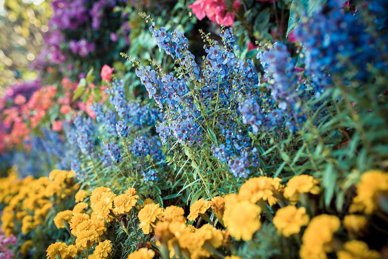 2016.11.20莲花山花展