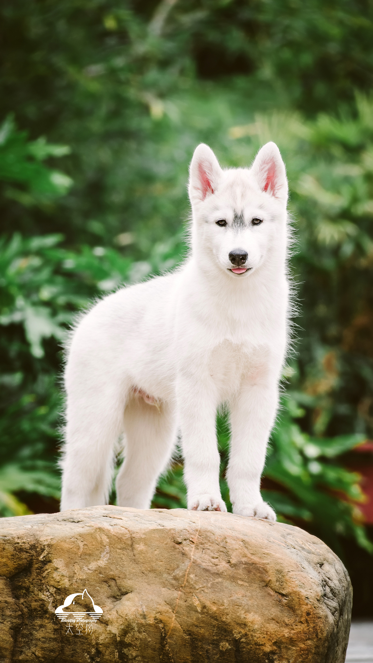太空狗宠物摄影 3只小哈士奇