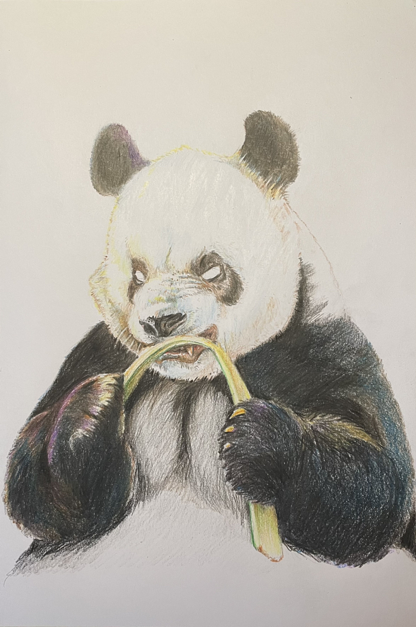 跟竹子较劲的萌二