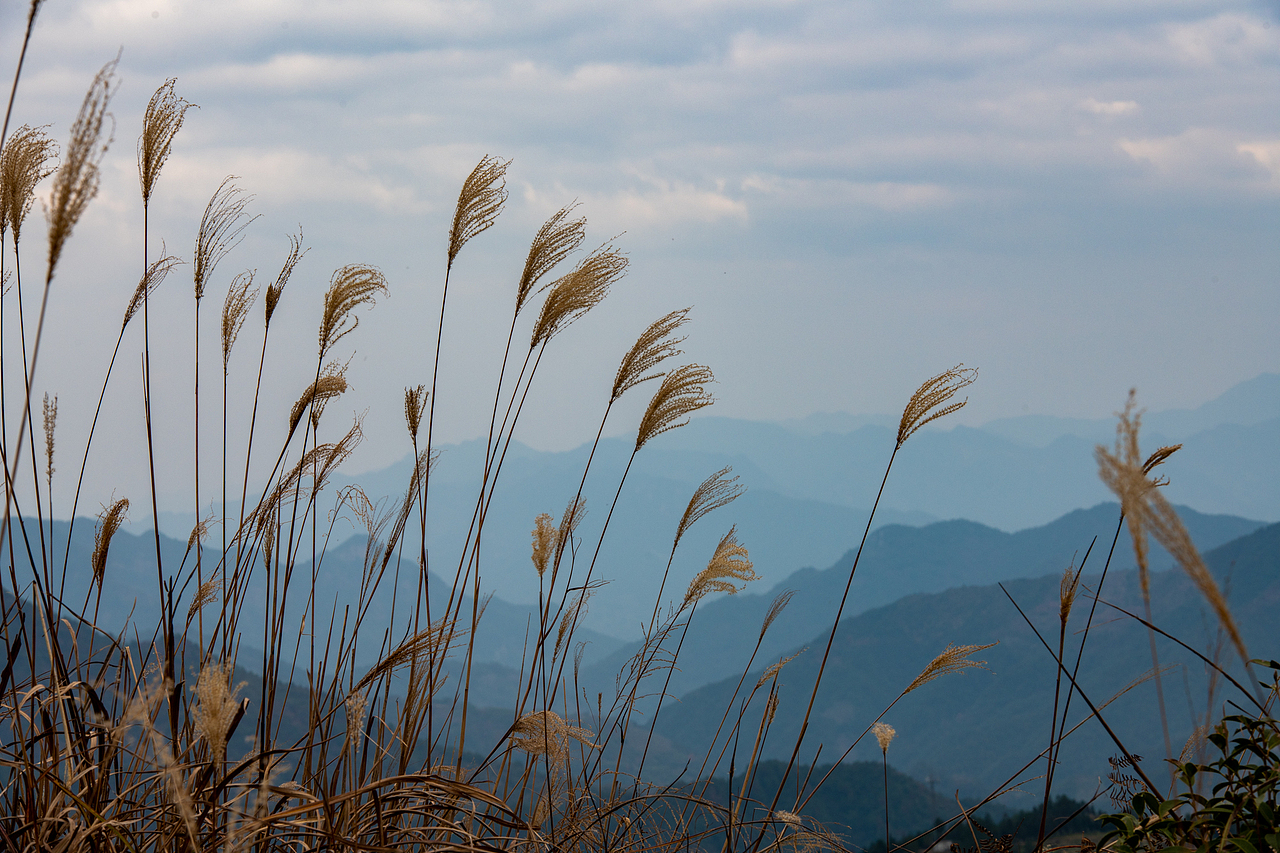 蘆花開的季節(jié)（圖ZMjc5Mjk5NzM2） - 風光攝影 - 站酷設計師游在外面的魚原創(chuàng)素材 - 站酷ZCOOL