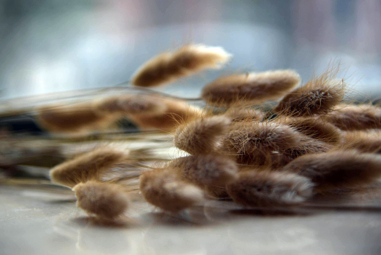 干花勿忘我 薰衣草 小雏菊 满天星，（图ZNDM0NzE5MDg=） - 产品摄影 - 站酷设计师鱼头疼原创素材 - 站酷ZCOOL