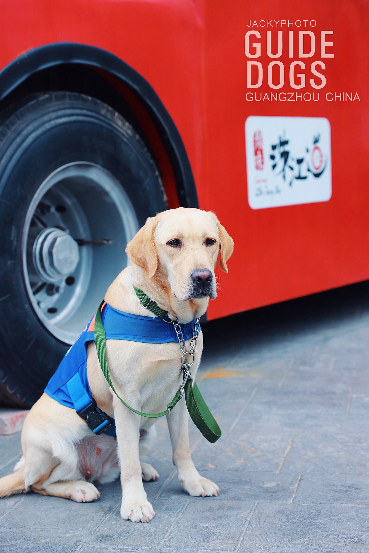 导盲犬进幼儿园活动摄影