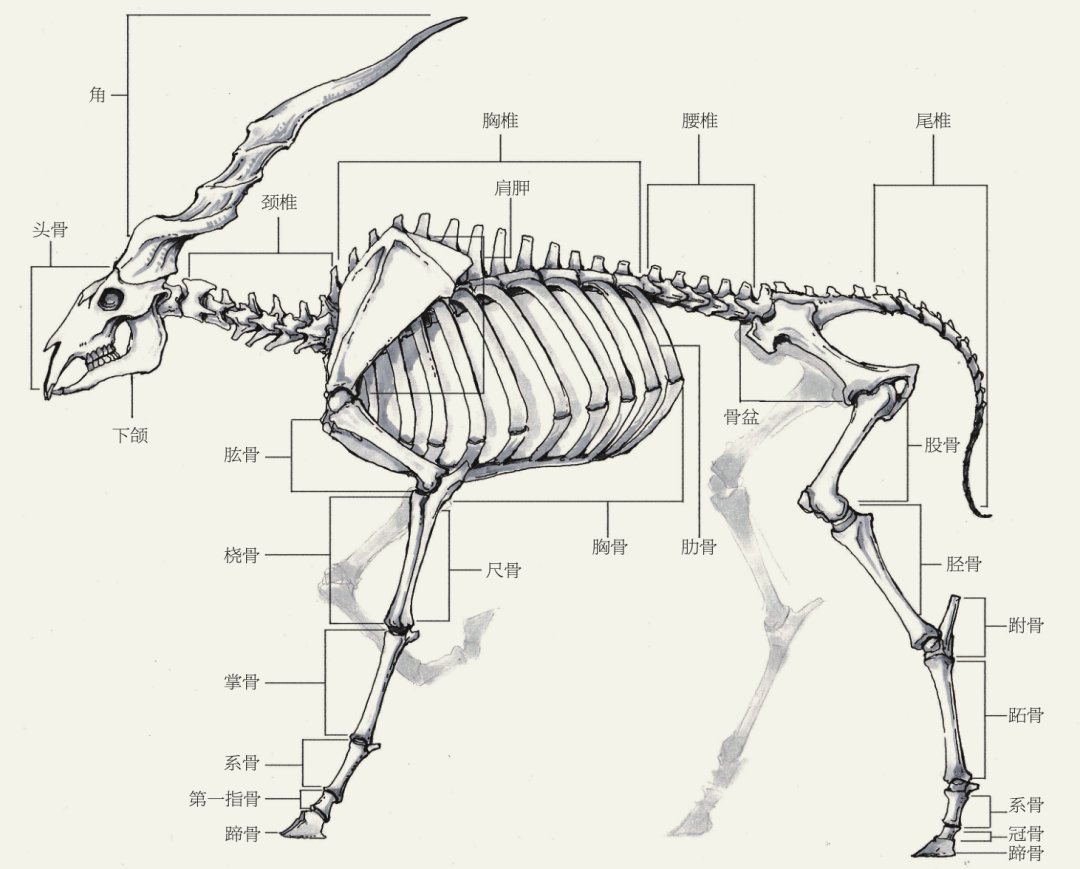 自然 熊 北極熊的骨架向量圖形及更多動物骨架圖片 - 動物骨架, 北極熊, 人體構造 - iStock