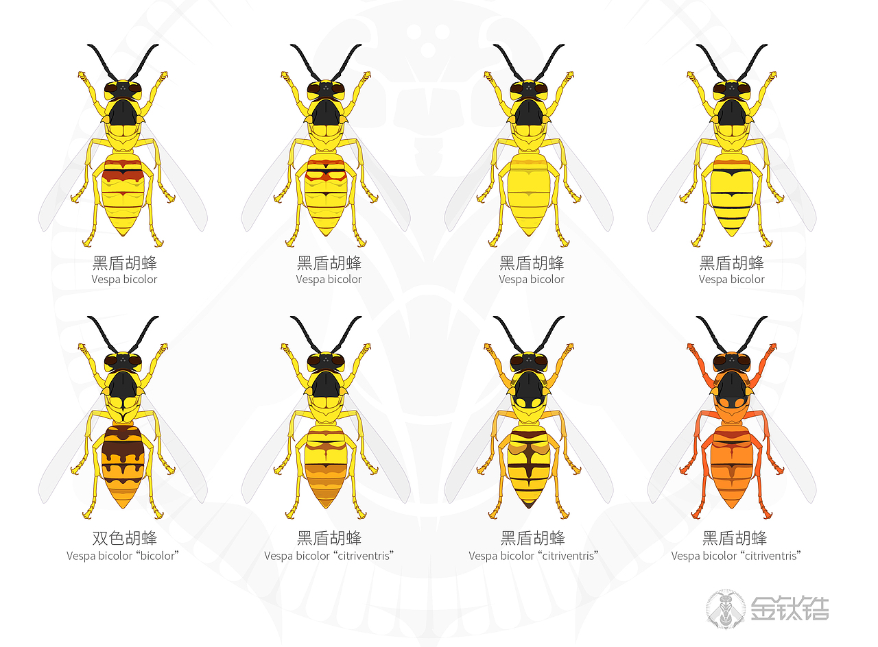 常见胡蜂,马蜂色型,车政大帝,墨等等,金钛锆