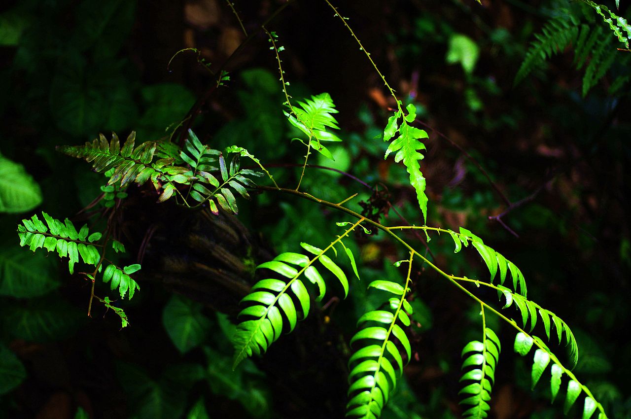 綠（圖ZNDg4MzY1NzI=） - 風(fēng)光攝影 - 站酷設(shè)計(jì)師特大號(hào)小米蟲原創(chuàng)素材 - 站酷ZCOOL