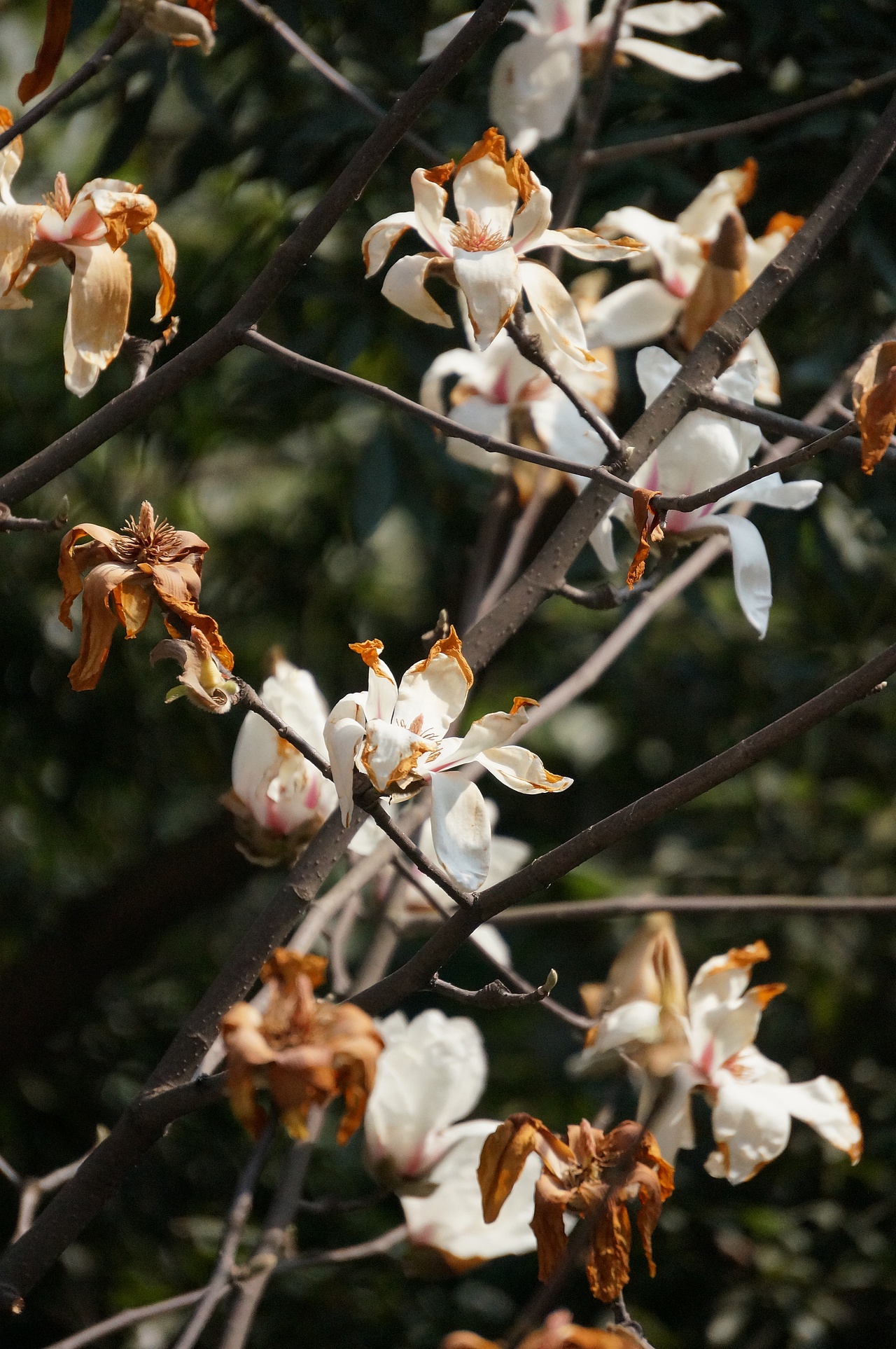 开始凋谢的玉兰花|摄影|产品摄影|私藏夏天_原创作品-站酷zcool