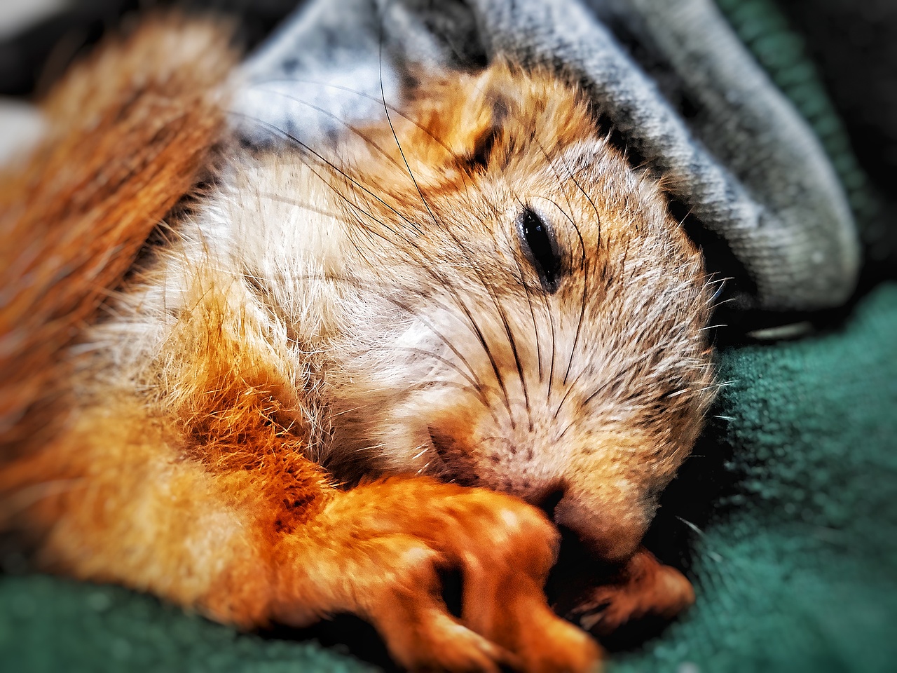 果冻小姐的写真封面（图ZMTU3NTIzMzYw） - 宠物摄影 - 站酷设计师游冥浪骸原创素材 - 站酷ZCOOL