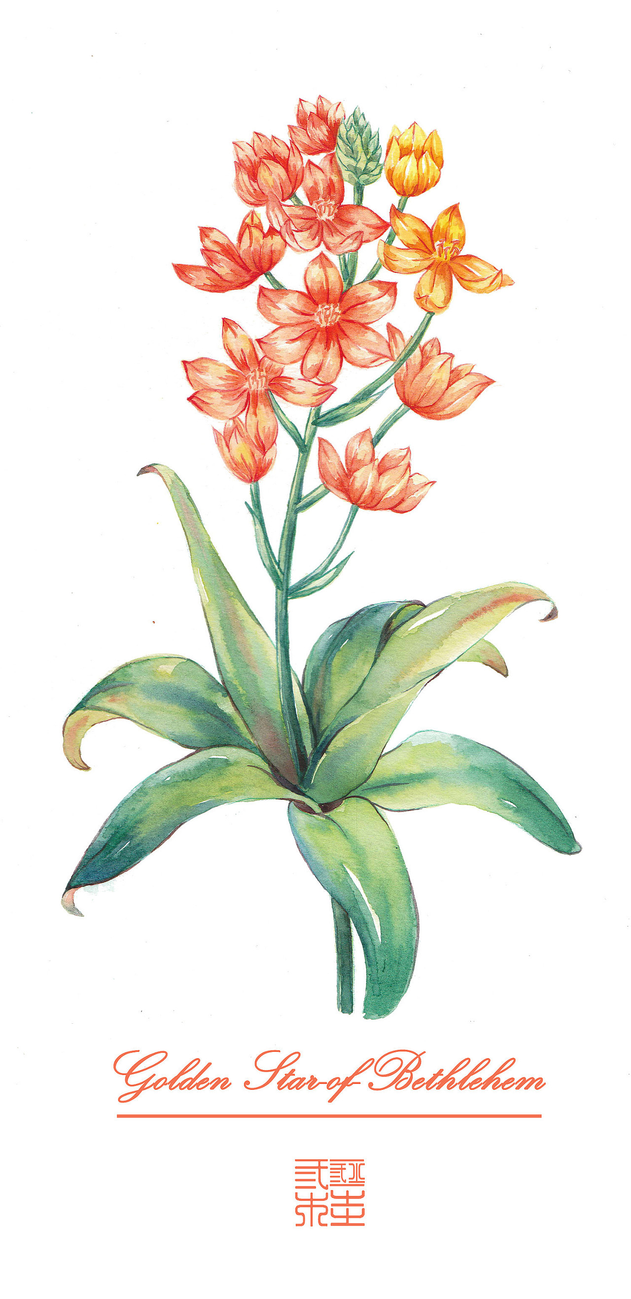 百合花练习|插画|创作习作|吴都jasmine_原创作品-站酷(zcool)