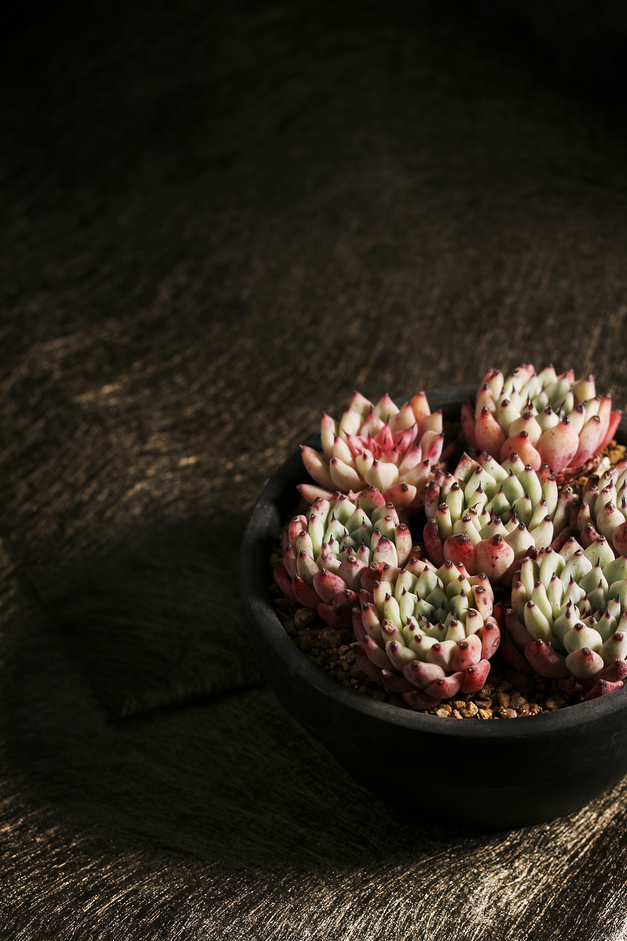 多肉植物摄影|摄影|产品摄影|叭呐呐叭叭 - 原创作品 - 站酷 (zcool)