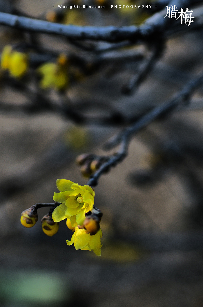 腊梅花开——开封龙亭公园