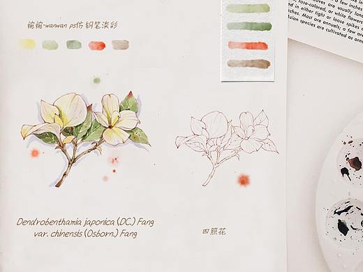一组仿钢笔淡彩花卉插画