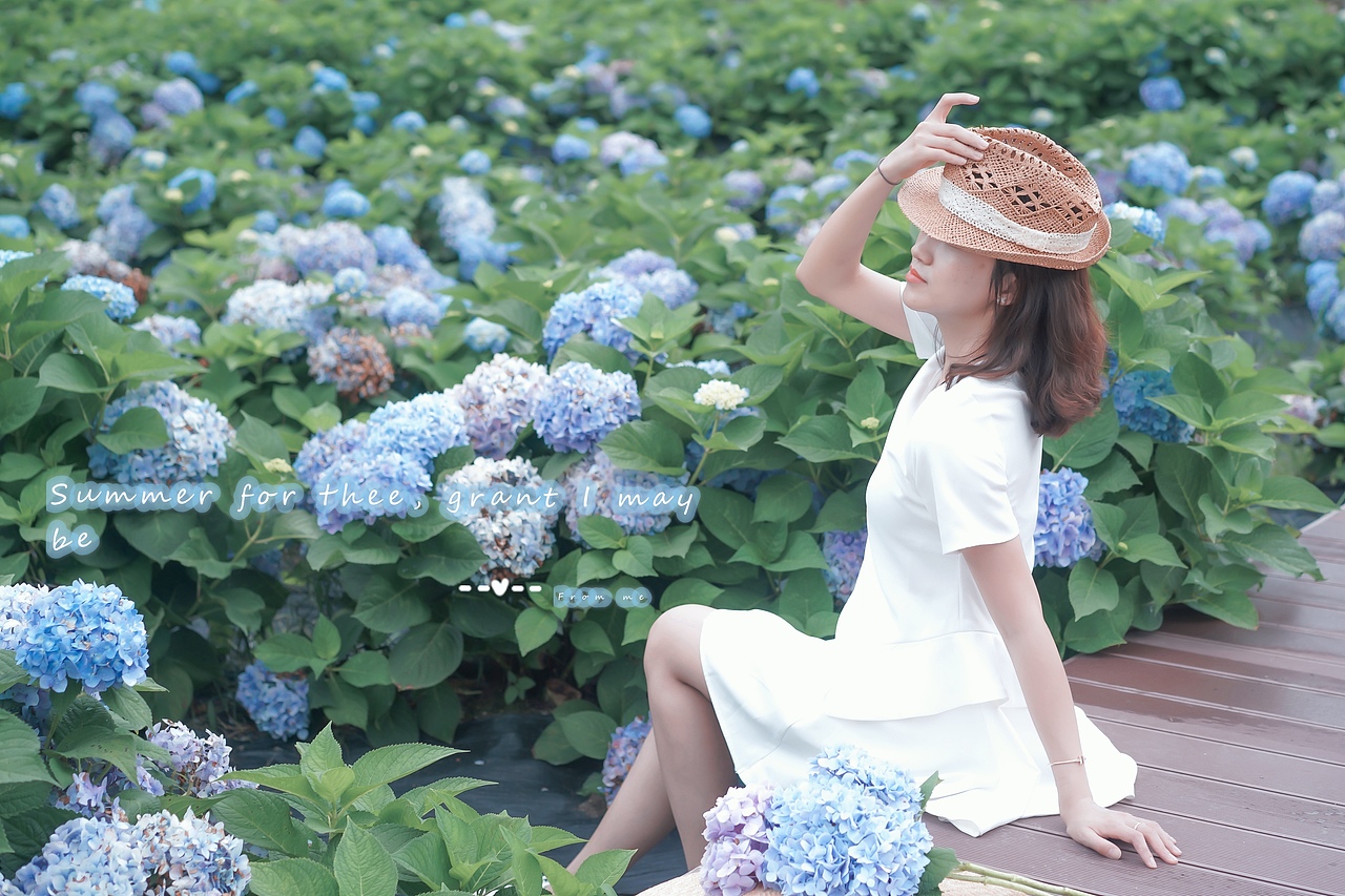 绣球花海/人像静物尽收