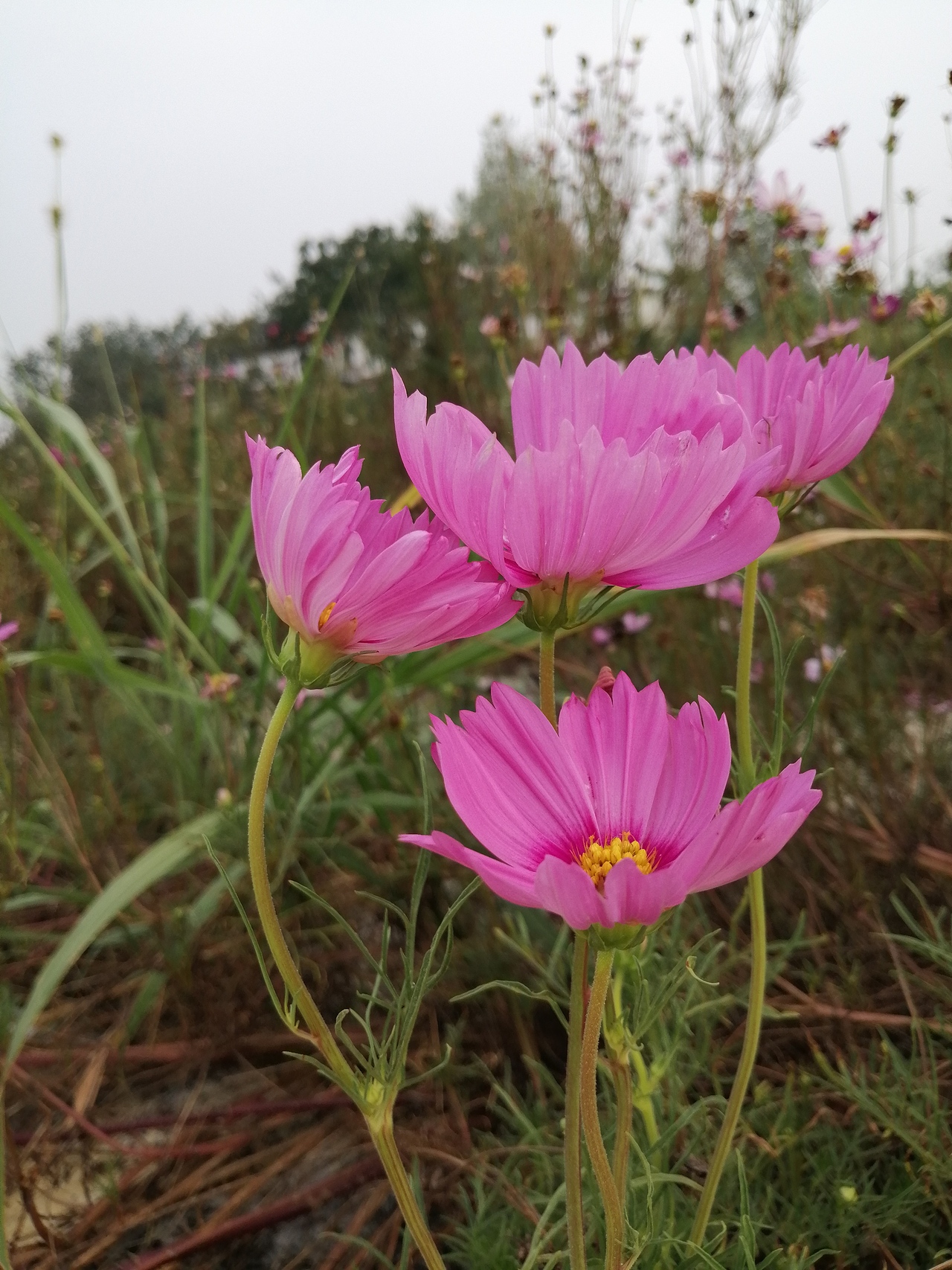 格桑花（图ZMTgxMjg1Mzc2） - 产品摄影 - 站酷设计师晓鹃原创素材 - 站酷ZCOOL