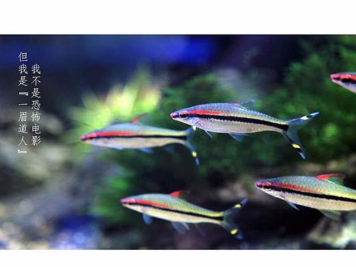 工具鱼活体鱼类目淘宝详情页设计