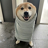 鱿鱼仔子牛的头像