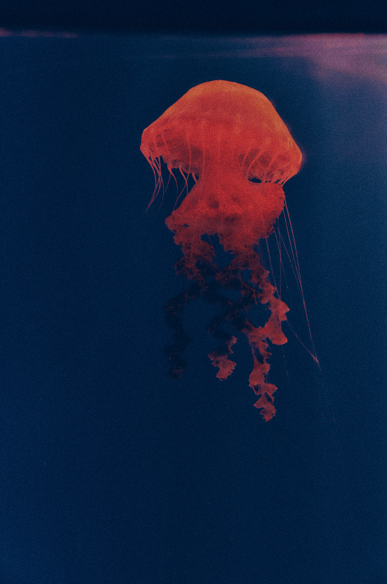 海洋馆大片（图ZMzY3MTQ5Mjcy） - 时尚/艺术摄影 - 站酷设计师TimDong原创素材 - 站酷ZCOOL