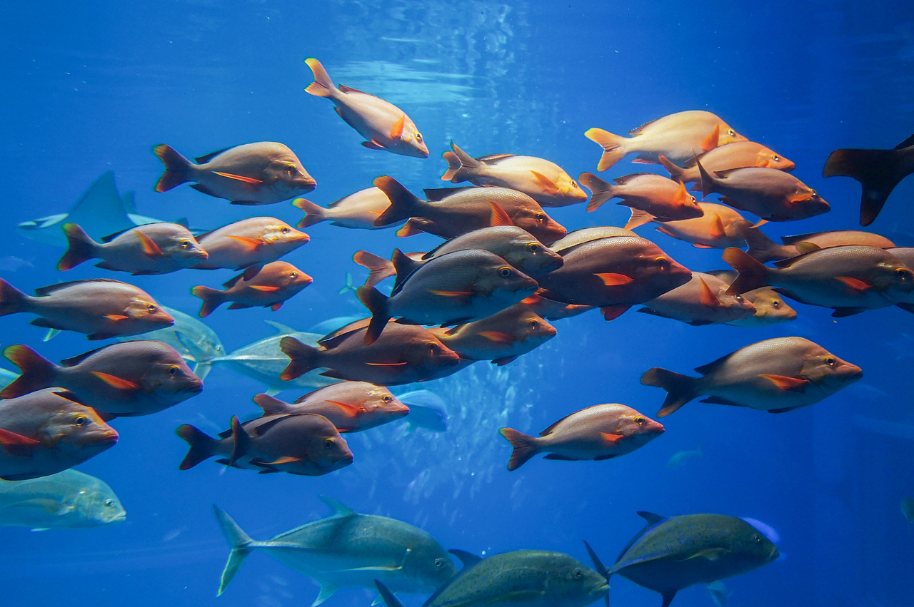 随拍 | 大阪→东京之旅