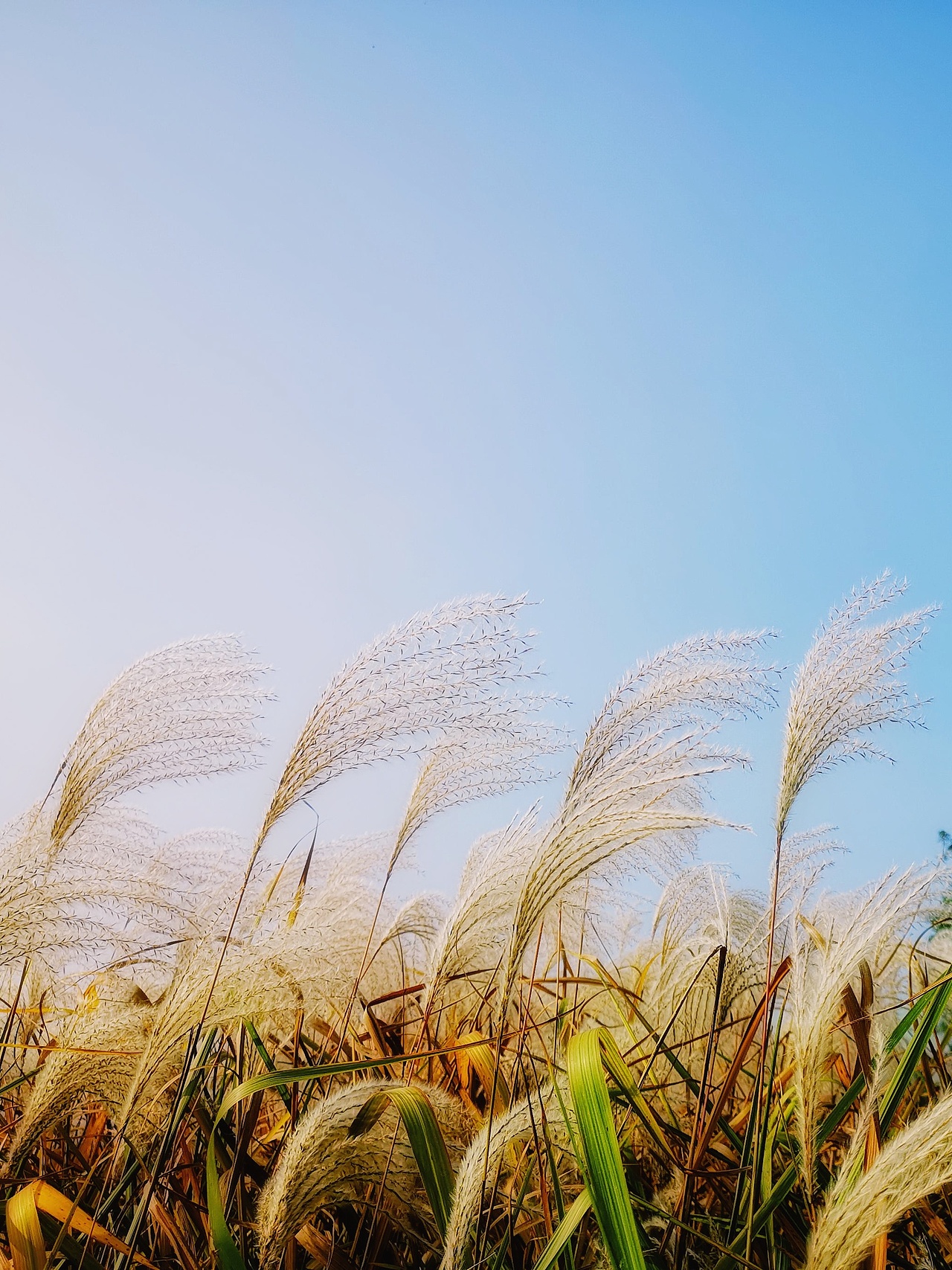 2018摄影作品合集 | 一声惊笛顾白衣