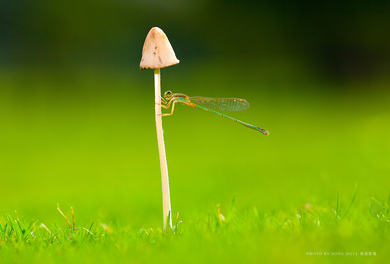 《那些蜓》-【茸城老t】生态摄影 昆虫摄影