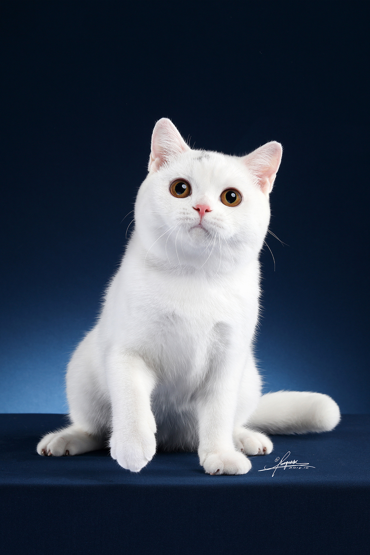 英国短毛猫|摄影|宠物摄影|AmyWorks2Ocean - 原创作品 - 站酷 (ZCOOL)