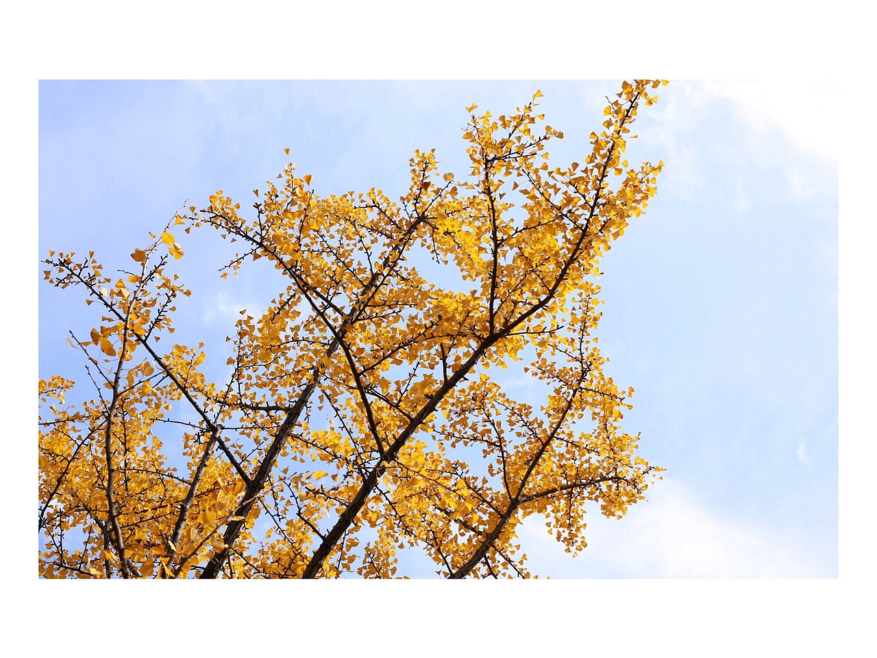 一叶知秋（图ZMTE3NTAyNjgw） - 风光摄影 - 站酷设计师苦瓜白糖原创素材 - 站酷ZCOOL