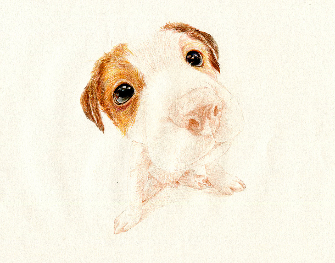 彩铅狗狗——杰克罗素梗犬（图ZMzU5NTAxMDA=） - 绘画 - 站酷设计师箐莜菲菲原创素材 - 站酷ZCOOL