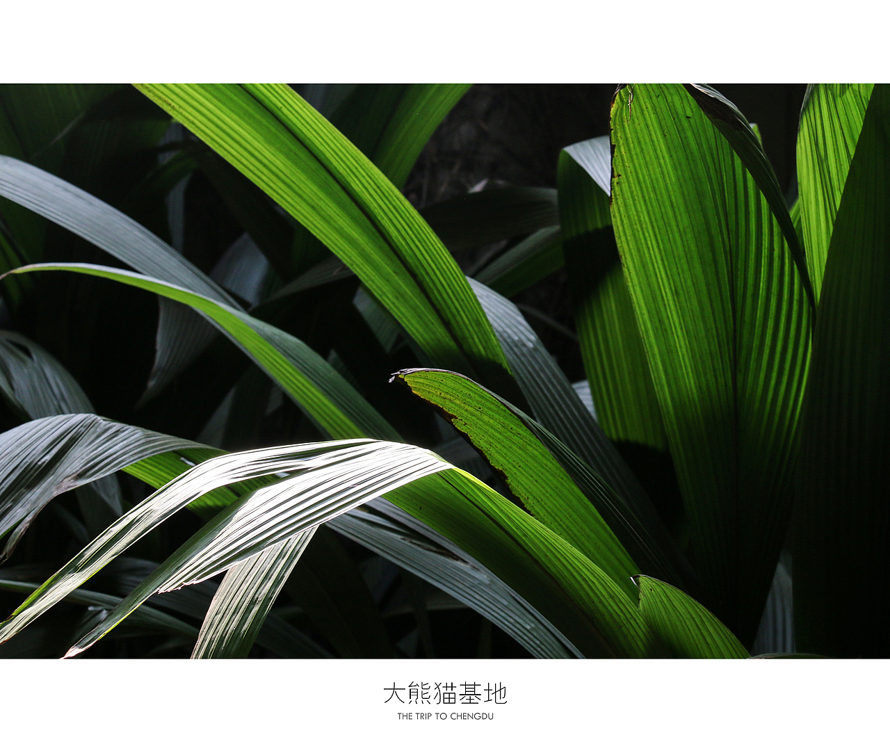 蓉城成都（图ZNDU0OTc0NzY=） - 风光摄影 - 站酷设计师十一月的疯子原创素材 - 站酷ZCOOL