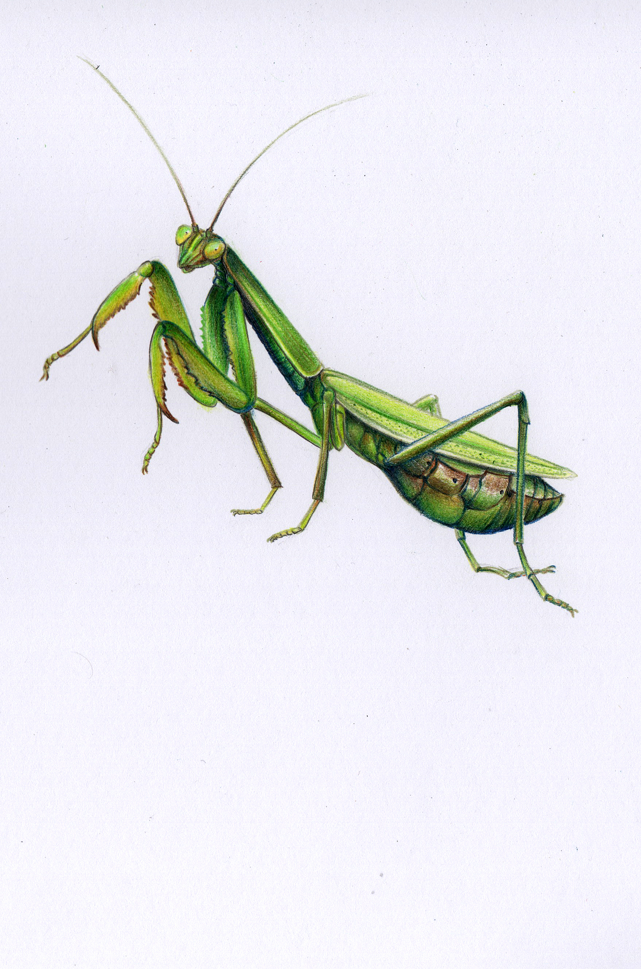 彩铅昆虫(内附过程图)