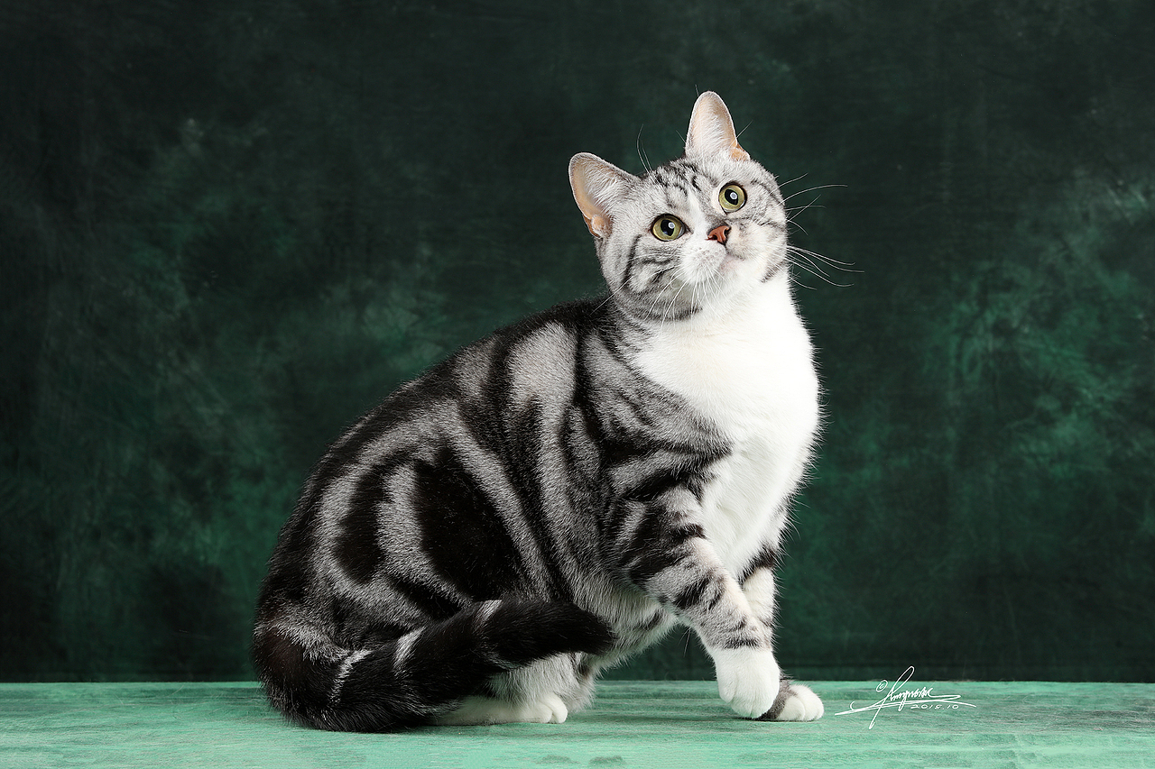 美国短毛猫