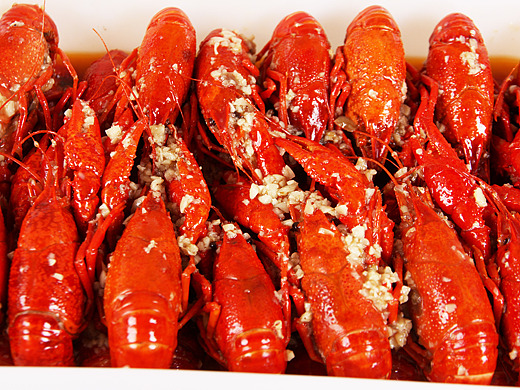 小龙虾   龙虾 摄影