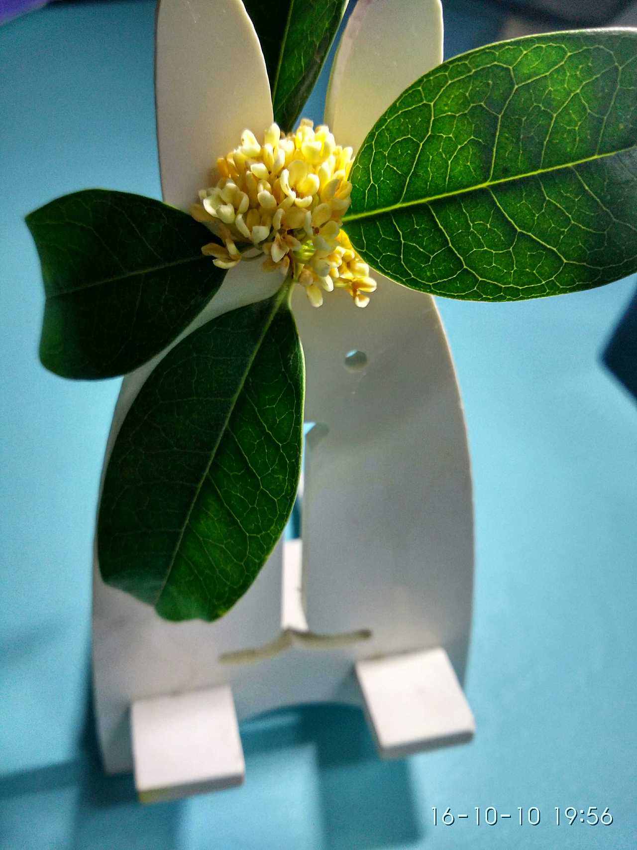 桂花（图ZNjI0MjA3MjQ=） - 产品摄影 - 站酷设计师大白羊的白原创素材 - 站酷ZCOOL