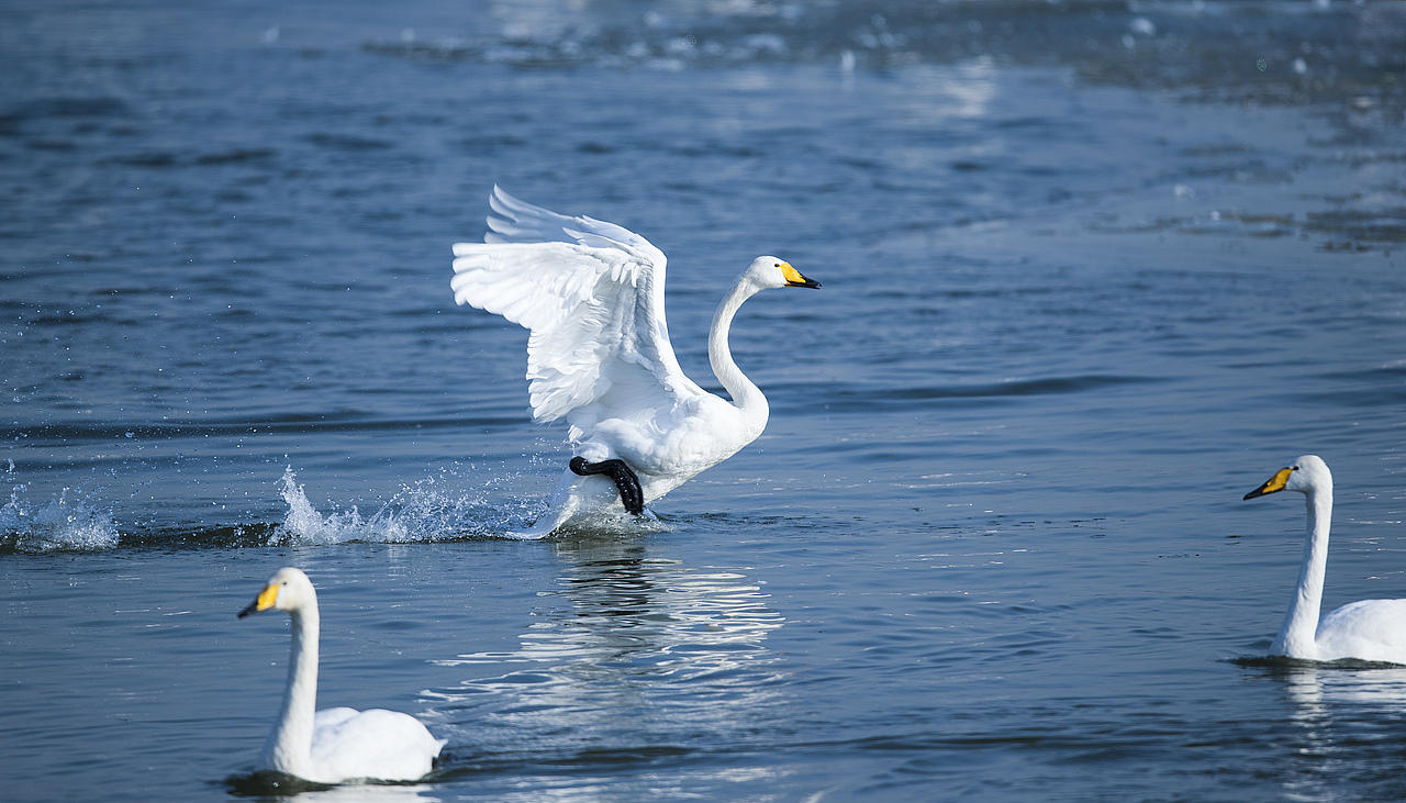 我的家乡河南三门峡湿地公园白天鹅实拍简修感谢周师傅（图ZMTM5MzUzMjE2） - 宠物摄影 - 站酷设计师河南峰哥原创素材 - 站酷ZCOOL