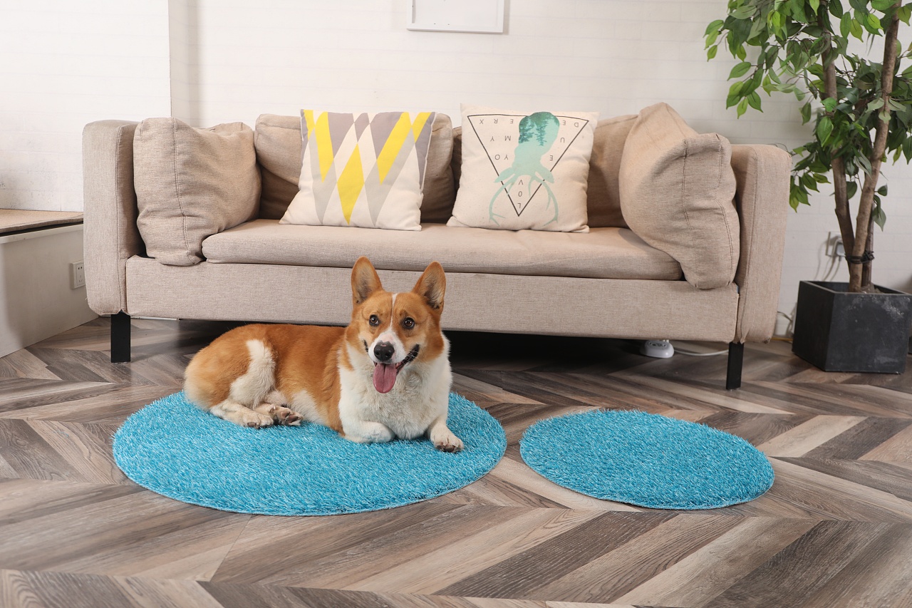 柯基银狐蓝猫布偶宠物广告摄影写真亚马逊静物拍摄广告