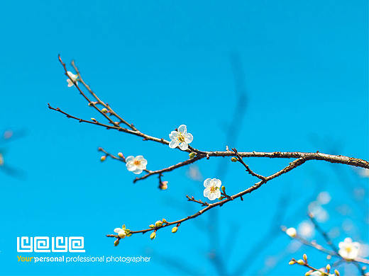梅花初開（個(gè)人主頁-ZMzI0OTUwOTI=） - 風(fēng)光攝影 - 站酷設(shè)計(jì)師Sanvey原創(chuàng)素材 - 站酷ZCOOL