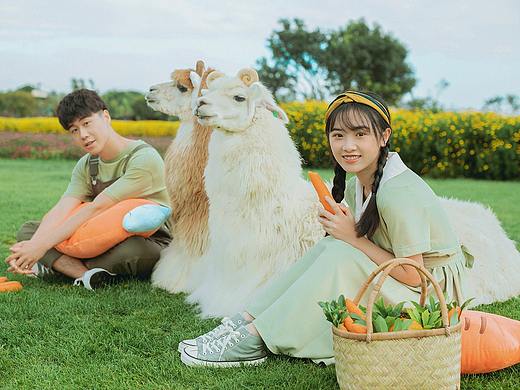 羊驼和甜甜的你