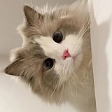 陈晓鸫的头像