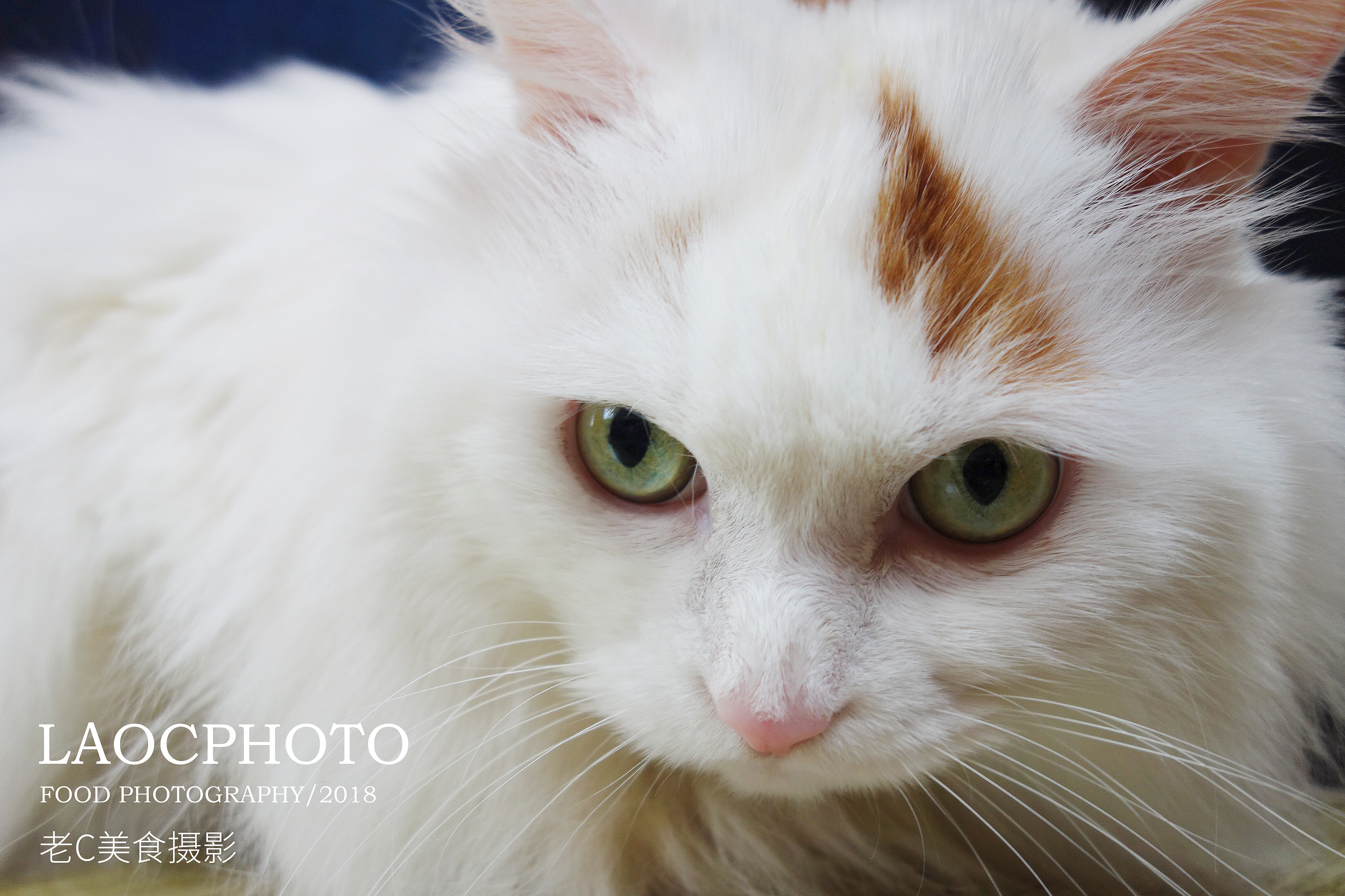 15岁的猫摄影|摄影|动物|老c美食摄影 - 原创作品 - 站酷 (zcool)