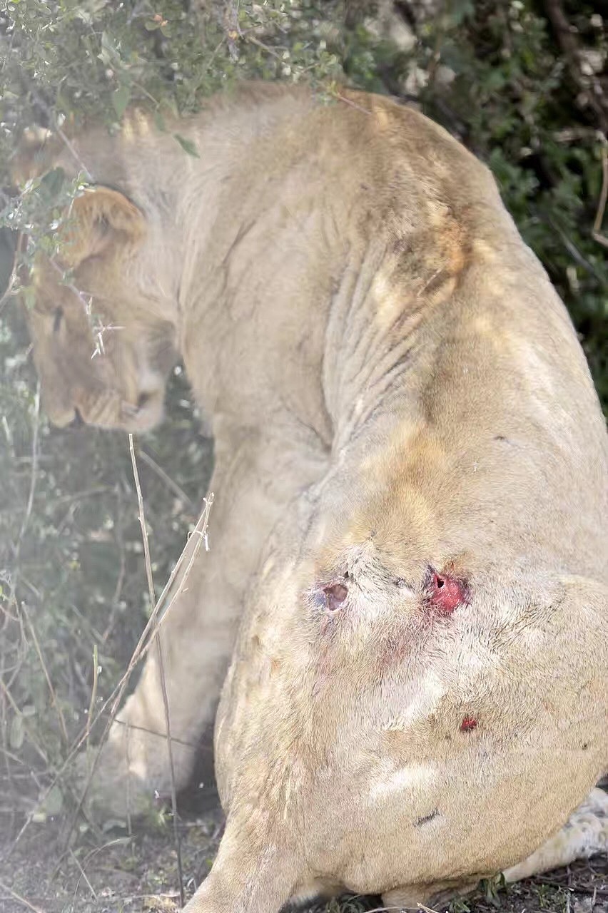 塞伦盖蒂草原（图ZODIzNTMyNjA=） - 宠物摄影 - 站酷设计师houweike原创素材 - 站酷ZCOOL