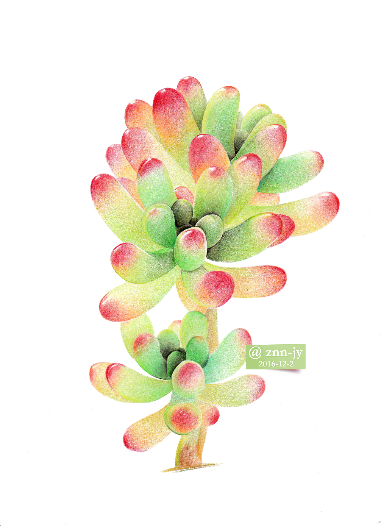 手绘彩铅画多肉植物——果冻乙女心