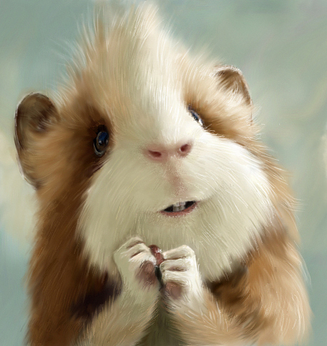 鼠绘作品-萌宠荷兰猪