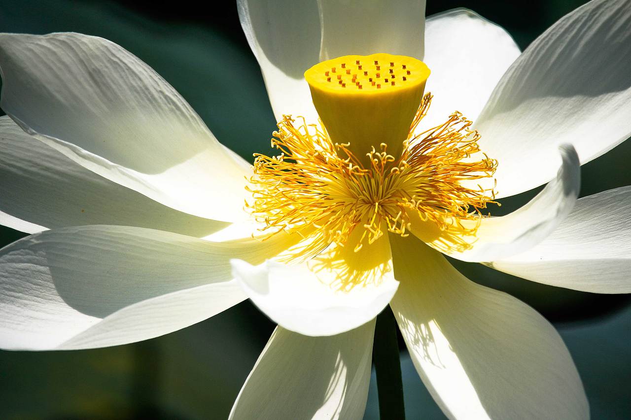 洪湖公园的荷花开了