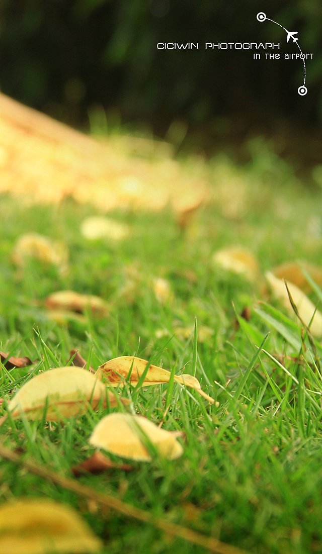 DIY手机壁纸-微距照片-吴圩机场